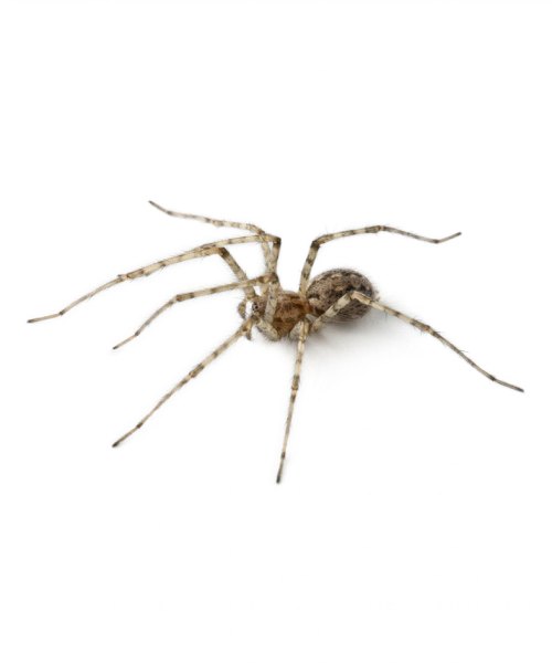 Паук